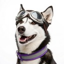 Pes pilot