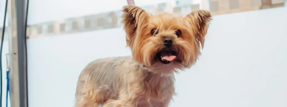 PetsGrooming&SPA (27593304)