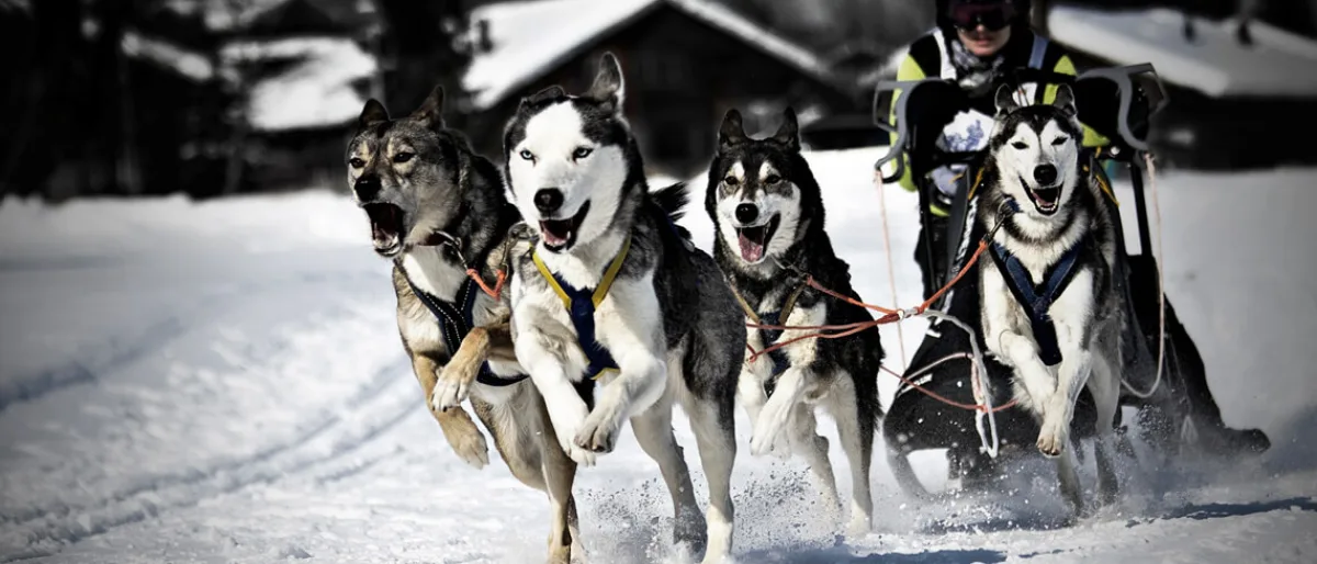 Mushing: Základy jízdy se psím spřežením
