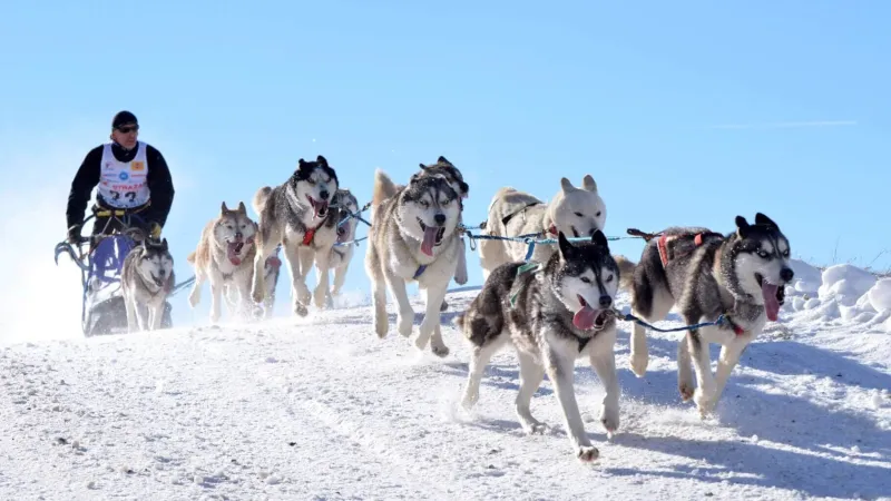 † Mushing - denní vyjížďka se psím spřežení v Javořické divočině na 90 min †