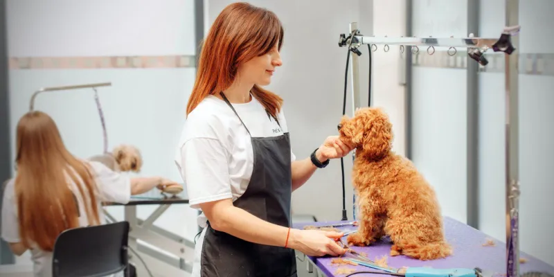 Grooming pro Vaše čtyřnohé kamarády (S)
