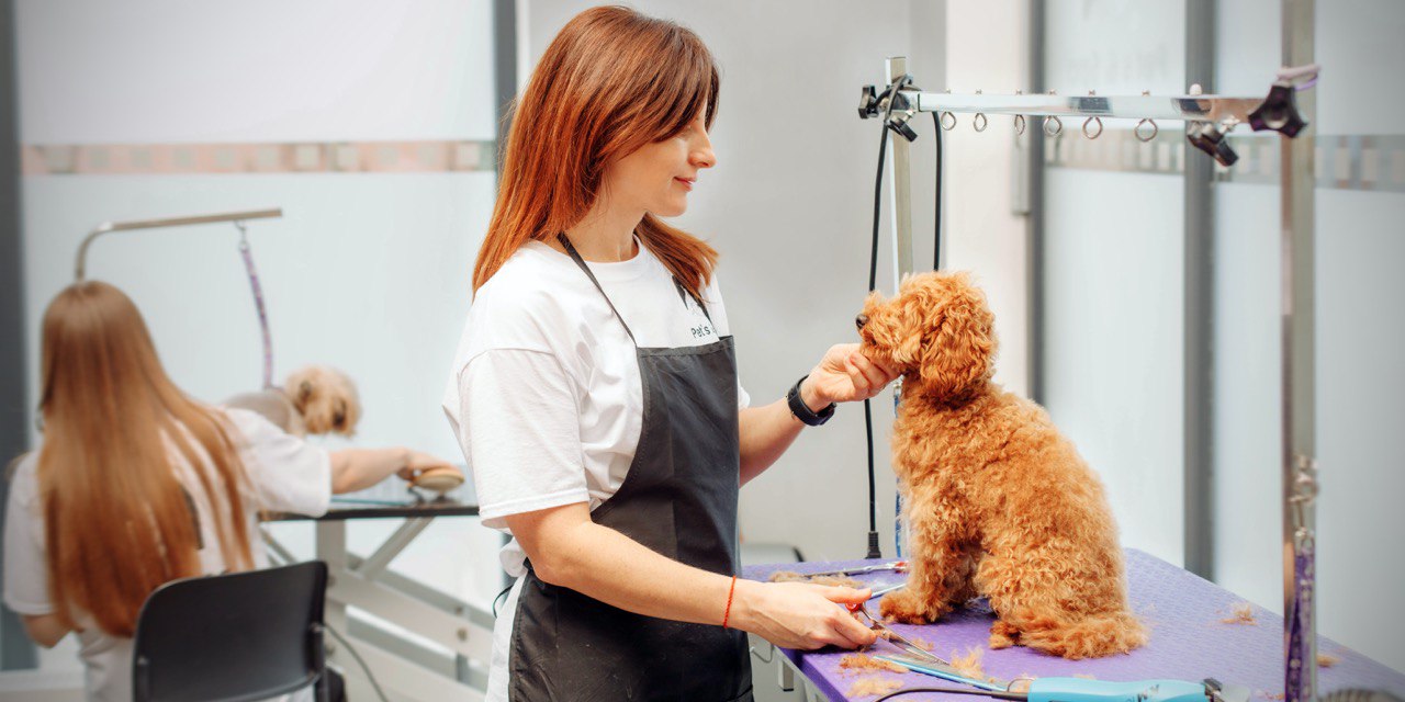 Professional grooming for dogs and cats: Beauty and care for your pets in  Prague | Stips.cz