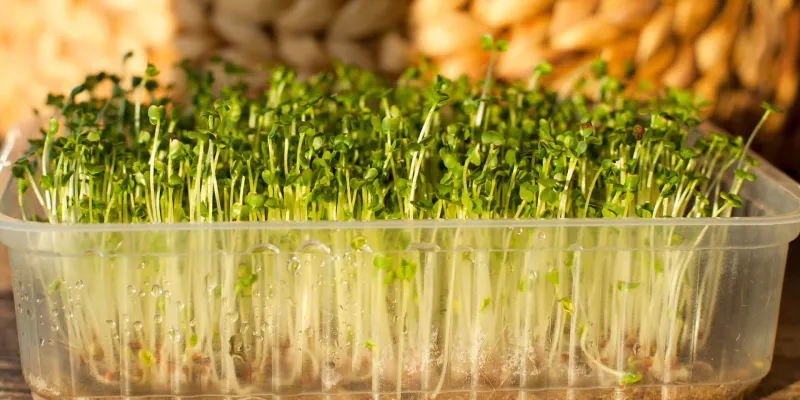 Sada na domácí klíčení MicroGreens