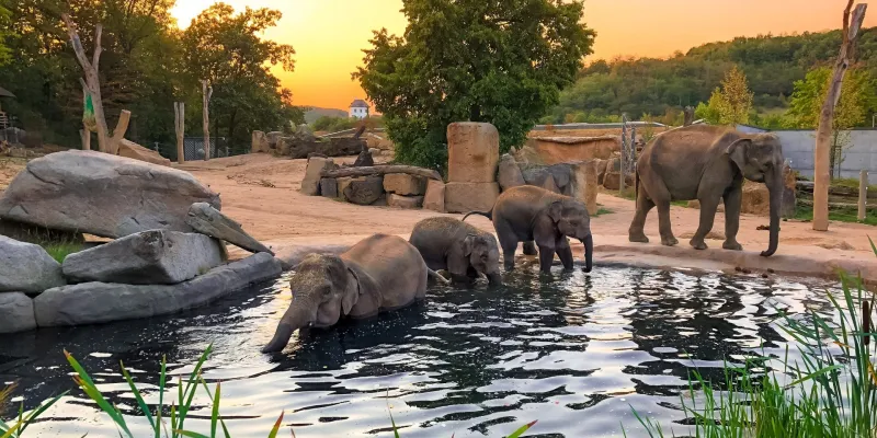 † Venkovní úniková hra v pražské zoo: Noemova archa (Úroveň I) †